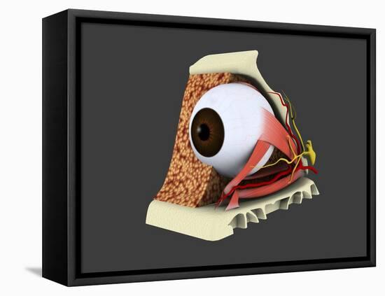 Conceptual Image of Human Eye Anatomy-null-Framed Stretched Canvas