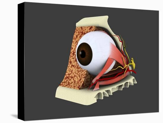 Stretched Canvas Print, , large