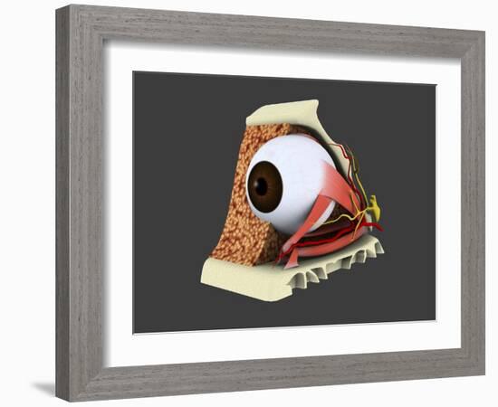 Conceptual Image of Human Eye Anatomy-null-Framed Art Print