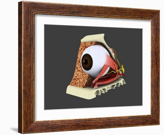 Conceptual Image of Human Eye Anatomy-null-Framed Art Print