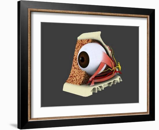 Conceptual Image of Human Eye Anatomy-null-Framed Art Print