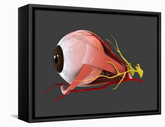 Conceptual Image of Human Eye Anatomy-null-Framed Stretched Canvas