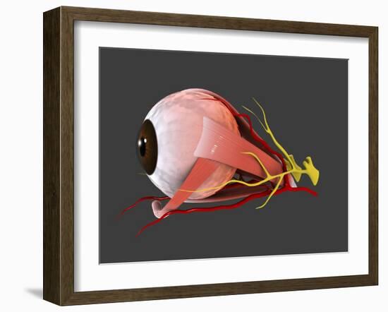 Conceptual Image of Human Eye Anatomy-null-Framed Art Print