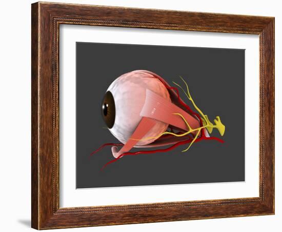 Conceptual Image of Human Eye Anatomy-null-Framed Art Print