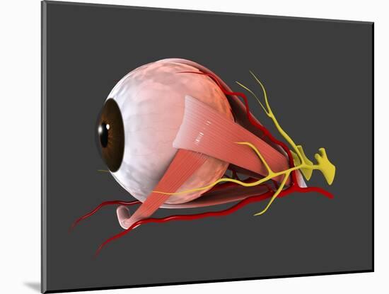 Conceptual Image of Human Eye Anatomy-null-Mounted Art Print