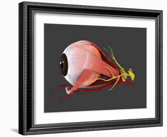 Conceptual Image of Human Eye Anatomy-null-Framed Art Print