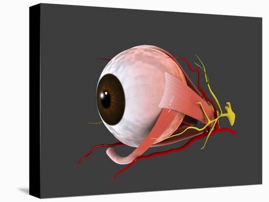 Stretched Canvas Print, , large
