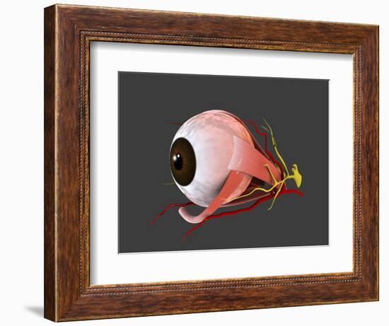 Conceptual Image of Human Eye Anatomy-null-Framed Art Print