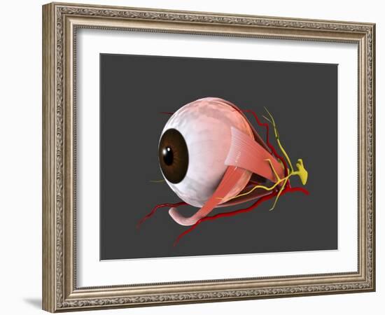 Conceptual Image of Human Eye Anatomy-null-Framed Art Print