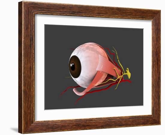 Conceptual Image of Human Eye Anatomy-null-Framed Art Print