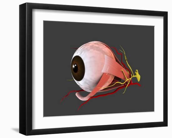 Conceptual Image of Human Eye Anatomy-null-Framed Art Print