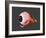 Conceptual Image of Human Eye Anatomy-null-Framed Art Print