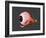 Conceptual Image of Human Eye Anatomy-null-Framed Art Print