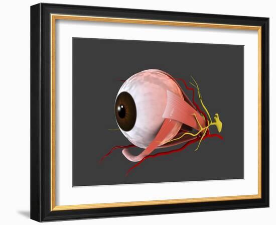 Conceptual Image of Human Eye Anatomy-null-Framed Art Print