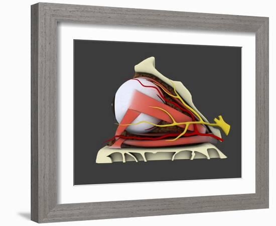 Conceptual Image of Human Eye Anatomy-null-Framed Art Print