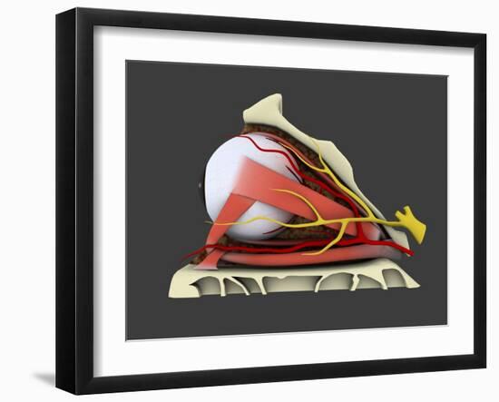 Conceptual Image of Human Eye Anatomy-null-Framed Art Print