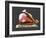 Conceptual Image of Human Eye Anatomy-null-Framed Art Print