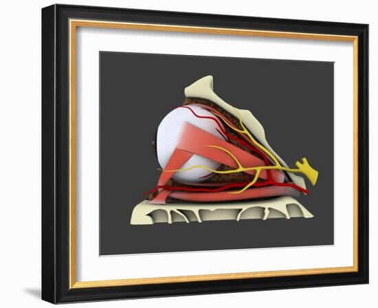 Conceptual Image of Human Eye Anatomy-null-Framed Art Print