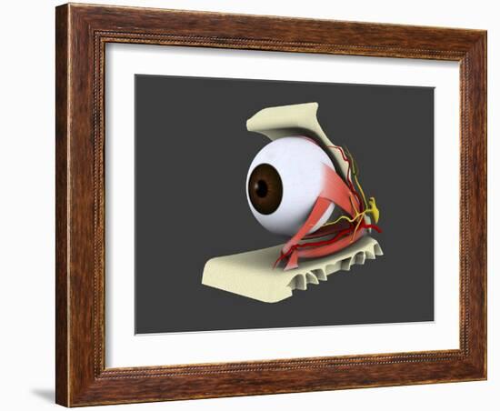 Conceptual Image of Human Eye Anatomy-null-Framed Art Print