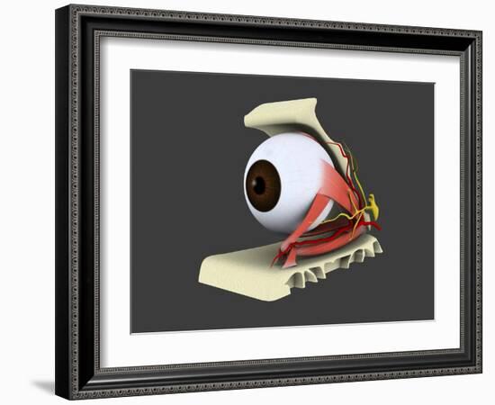 Conceptual Image of Human Eye Anatomy-null-Framed Art Print