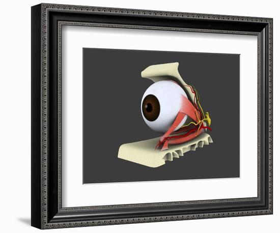 Conceptual Image of Human Eye Anatomy-null-Framed Art Print