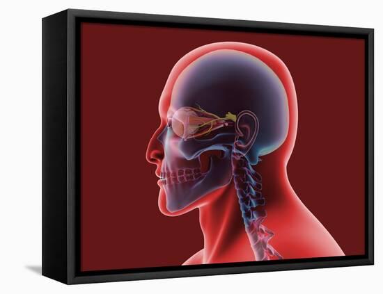 Conceptual Image of Human Eye and Skull-null-Framed Stretched Canvas