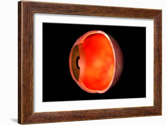 Conceptual Image of Human Eye Cross Section-null-Framed Art Print