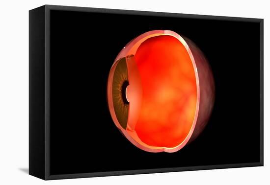 Conceptual Image of Human Eye Cross Section-null-Framed Stretched Canvas