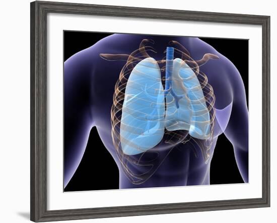 Conceptual Image of Human Lungs and Rib Cage-null-Framed Art Print