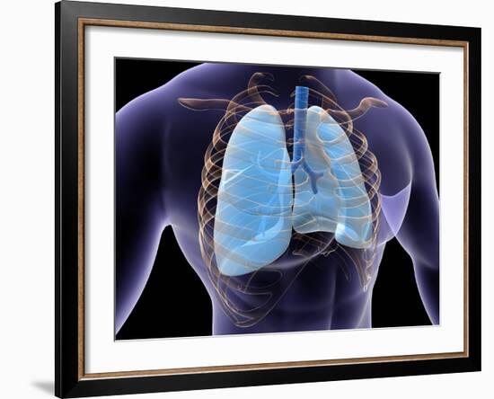 Conceptual Image of Human Lungs and Rib Cage-null-Framed Art Print