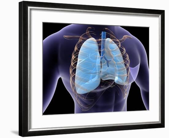 Conceptual Image of Human Lungs and Rib Cage-null-Framed Art Print