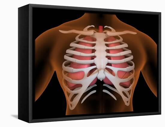 Conceptual Image of Human Lungs and Rib Cage-null-Framed Stretched Canvas