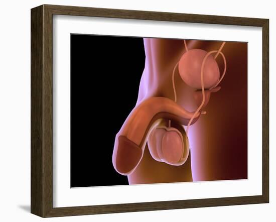 Conceptual Image of Human Male Reproductive Organs-null-Framed Art Print