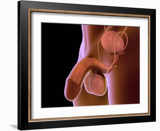 Conceptual Image of Human Male Reproductive Organs-null-Framed Art Print