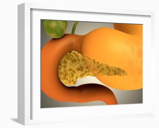 Conceptual Image of Human Pancreas and Stomach-null-Framed Art Print