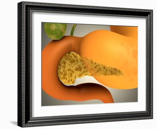 Conceptual Image of Human Pancreas and Stomach-null-Framed Art Print