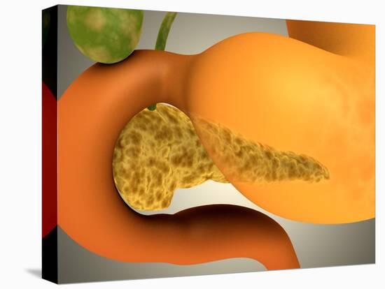 Stretched Canvas Print, , large