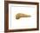 Conceptual Image of Human Pancreas-null-Framed Art Print