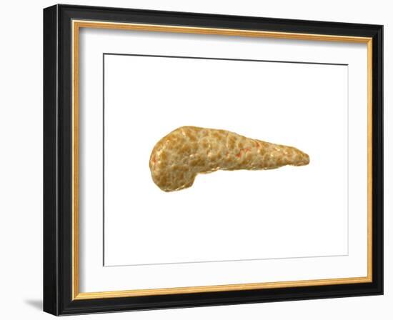 Conceptual Image of Human Pancreas-null-Framed Art Print