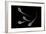 Conceptual Image of Male Sperm-null-Framed Art Print