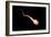 Conceptual Image of Male Sperm-null-Framed Art Print