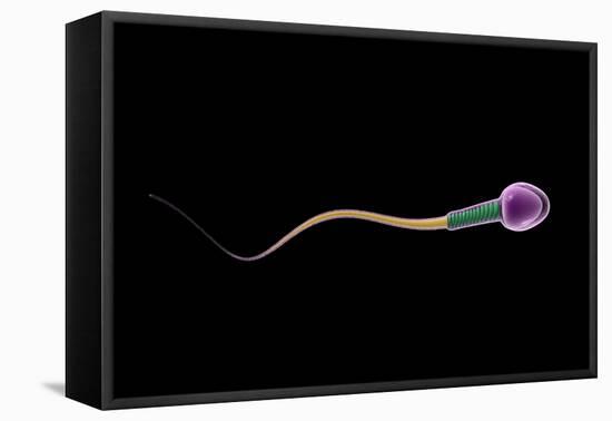 Conceptual Image of Sperm Anatomy-null-Framed Stretched Canvas