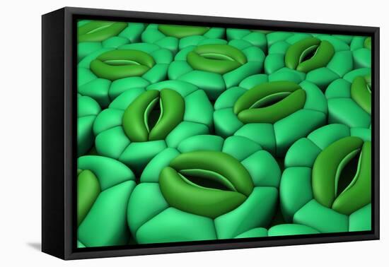 Conceptual Image of Stomata-null-Framed Stretched Canvas