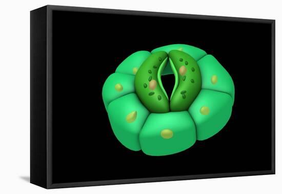 Conceptual Image of Stomata-null-Framed Stretched Canvas