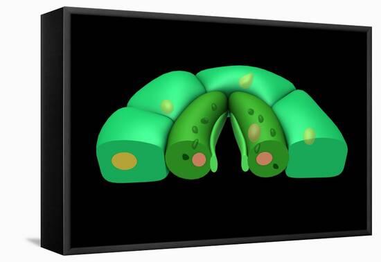 Conceptual Image of Stomata-null-Framed Stretched Canvas