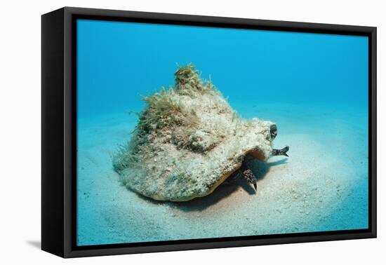 Conch Active on the Sandy Ocean Floor (Strombus Gigas), Bahamas, Atlantic Ocean.\R\N-Reinhard Dirscherl-Framed Premier Image Canvas