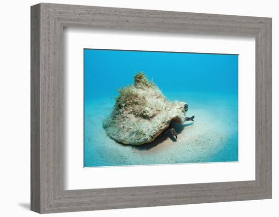 Conch Active on the Sandy Ocean Floor (Strombus Gigas), Bahamas, Atlantic Ocean.\R\N-Reinhard Dirscherl-Framed Photographic Print