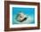 Conch Active on the Sandy Ocean Floor (Strombus Gigas), Bahamas, Atlantic Ocean.\R\N-Reinhard Dirscherl-Framed Photographic Print