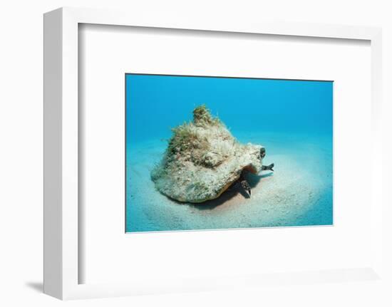 Conch Active on the Sandy Ocean Floor (Strombus Gigas), Bahamas, Atlantic Ocean.\R\N-Reinhard Dirscherl-Framed Photographic Print