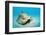 Conch Active on the Sandy Ocean Floor (Strombus Gigas), Bahamas, Atlantic Ocean.\R\N-Reinhard Dirscherl-Framed Photographic Print